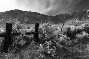 Fence and sage-2459 Fence and sage-2459